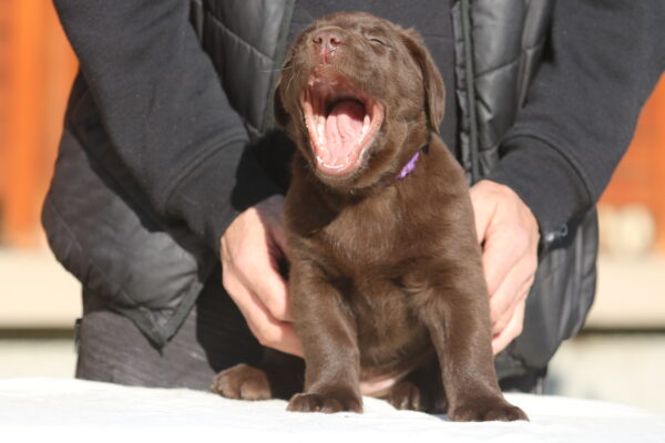 Bendeguz Labrador Retriever Bendeguz Labrador Retriever