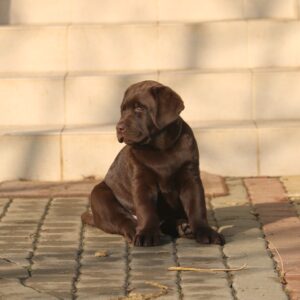 Bendeguz Labrador Retriever