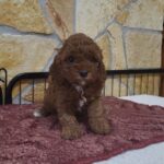 Bianka-female-cavapoo-puppy-for-sale- (1)