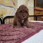 Bianka-female-cavapoo-puppy-for-sale- (3)