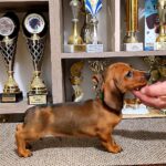 Black-male-miniature-dachsund-puppy-for-sale-1 (1)