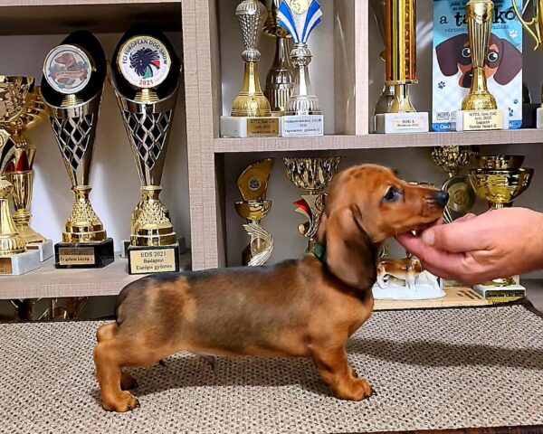 Black Miniature Dachshund Black Miniature Dachshund