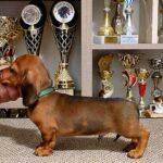 Black-male-miniature-dachsund-puppy-for-sale-1 (2)