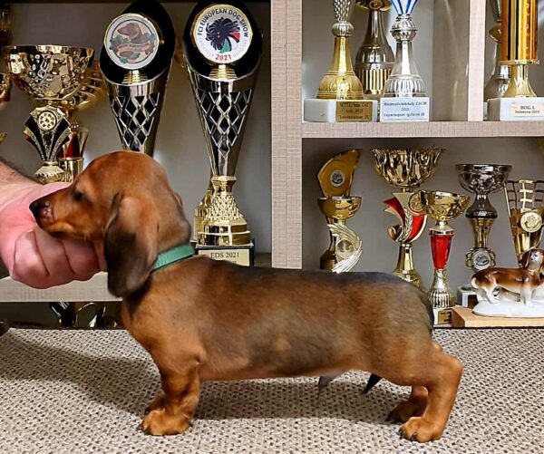 Black Miniature Dachshund Black Miniature Dachshund