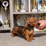 Black-male-miniature-dachsund-puppy-for-sale-1 (3)