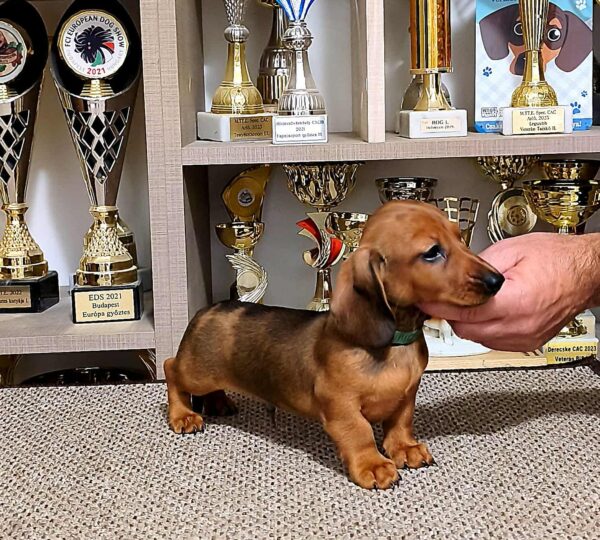 Black Miniature Dachshund Black Miniature Dachshund