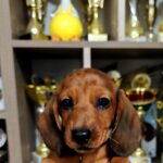 Black-male-miniature-dachsund-puppy-for-sale-1 (4)