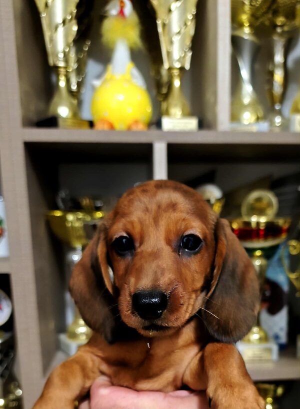 Black Miniature Dachshund Black Miniature Dachshund