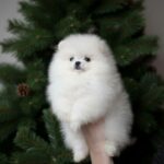 Blanka-female-pomeranian-puppy-for-sale-1 (1)
