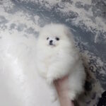 Blanka-female-pomeranian-puppy-for-sale-1 (2)