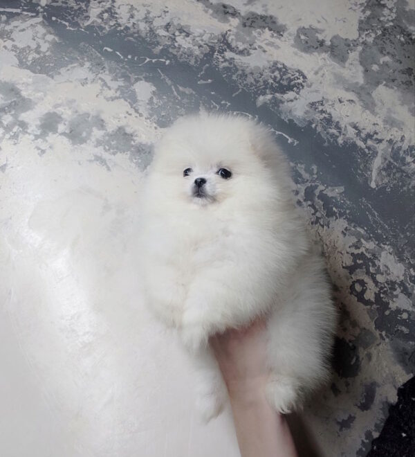 Blanka Pomeranian Blanka Pomeranian