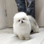 Blanka-female-pomeranian-puppy-for-sale-1 (3)