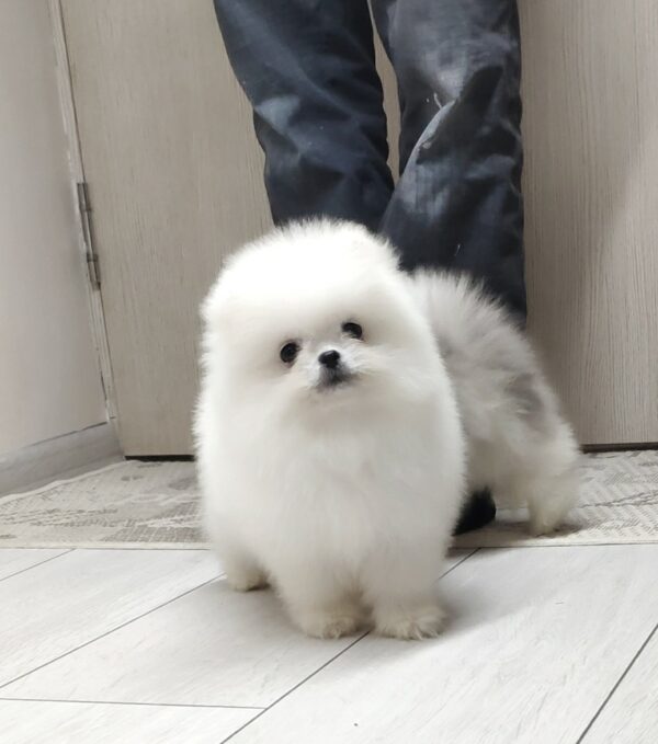 Blanka Pomeranian Blanka Pomeranian