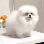 Blanka-female-pomeranian-puppy-for-sale-1 (4)