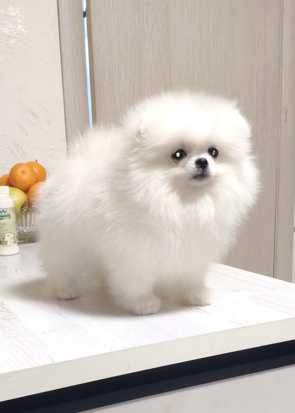 Blanka Pomeranian Blanka Pomeranian