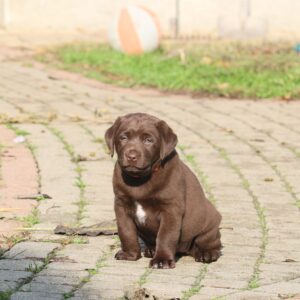 Brenda Labrador Retriever