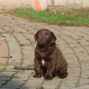 Brenda Labrador Retriever
