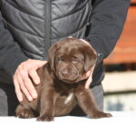 Brenda-female-labrador-retriever-puppy-for-sale-1 (1)