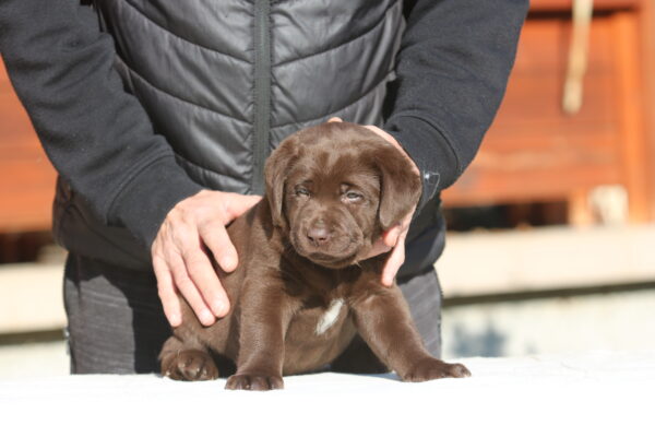 Brenda Labrador Retriever Brenda Labrador Retriever