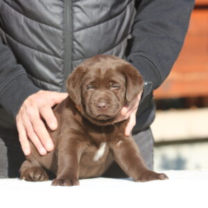 Brenda Labrador Retriever Brenda Labrador Retriever