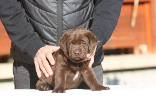 Brenda Labrador Retriever Brenda Labrador Retriever