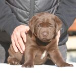 Brenda-female-labrador-retriever-puppy-for-sale-1 (3)
