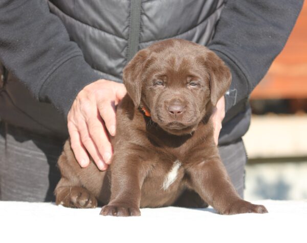 Brenda Labrador Retriever Brenda Labrador Retriever