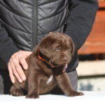 Brenda-female-labrador-retriever-puppy-for-sale-1 (4)