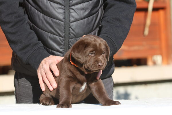 Brenda Labrador Retriever Brenda Labrador Retriever