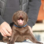 Bruce-male-labrador-retriever-puppy-for-sale-1 (1)