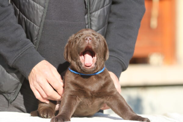 Bruce Labrador Retriever Bruce Labrador Retriever