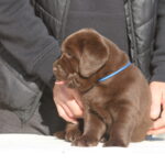 Bruce-male-labrador-retriever-puppy-for-sale-1 (2)