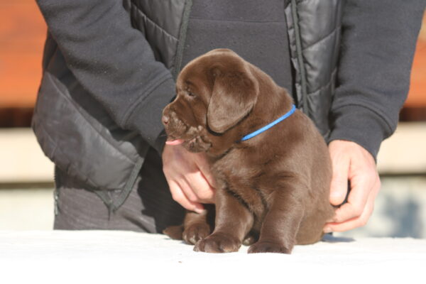 Bruce Labrador Retriever Bruce Labrador Retriever