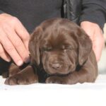Bruce-male-labrador-retriever-puppy-for-sale-1 (3)