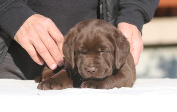 Bruce Labrador Retriever Bruce Labrador Retriever