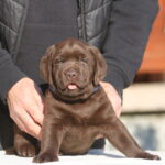 Bruce-male-labrador-retriever-puppy-for-sale-1 (4)