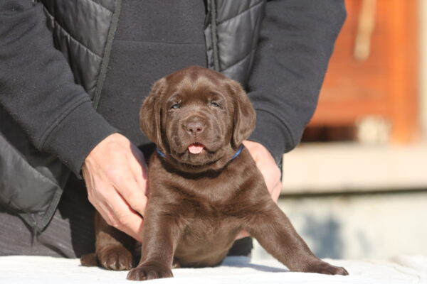 Bruce Labrador Retriever Bruce Labrador Retriever