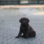 Bruno-male-labrador-puppy-for-sale- (1)