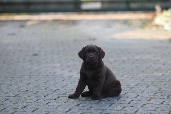 Bruno Labrador Retriever