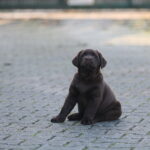 Bruno-male-labrador-puppy-for-sale- (2)