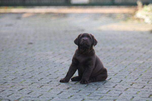 Bruno Labrador Retriever