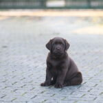 Bruno-male-labrador-puppy-for-sale- (3)