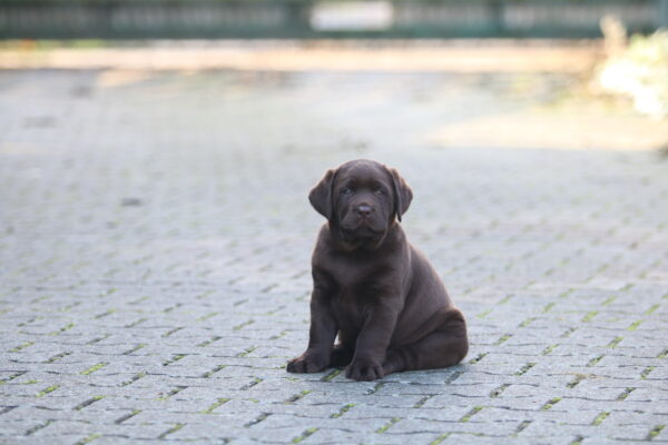 Bruno Labrador Retriever