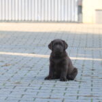 Bruno-male-labrador-puppy-for-sale- (4)