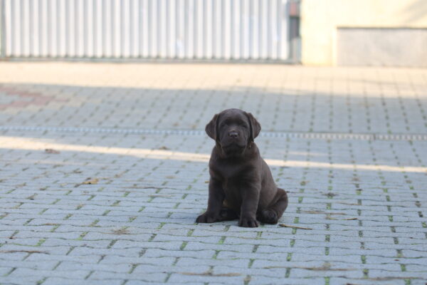 Bruno Labrador Retriever