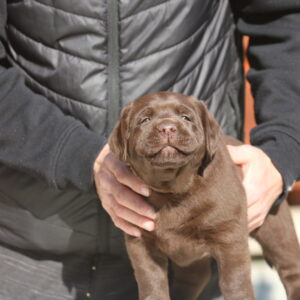 Bruno Labrador Retriever Bruno Labrador Retriever