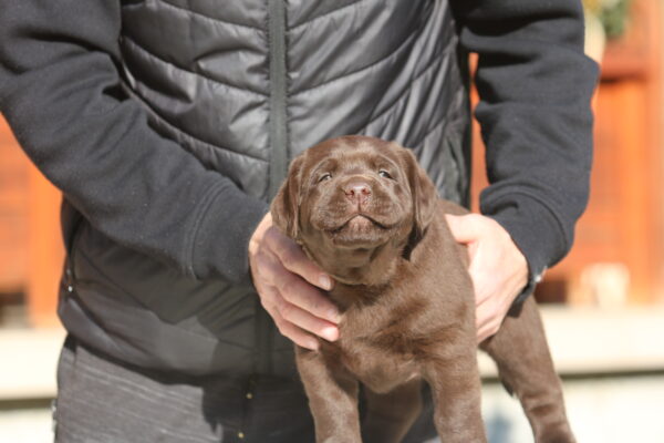 Bruno Labrador Retriever Bruno Labrador Retriever