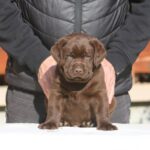 Bruno-male-labrador-retriever-puppy-for-sale-1 (2)