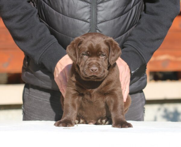 Bruno Labrador Retriever Bruno Labrador Retriever