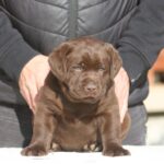 Bruno-male-labrador-retriever-puppy-for-sale-1 (3)